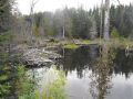 BeaverPond-2.JPG