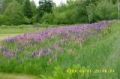 fieldofflowers.jpg