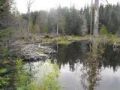 BeaverPond-2.JPG