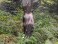 BeaverWork.JPG